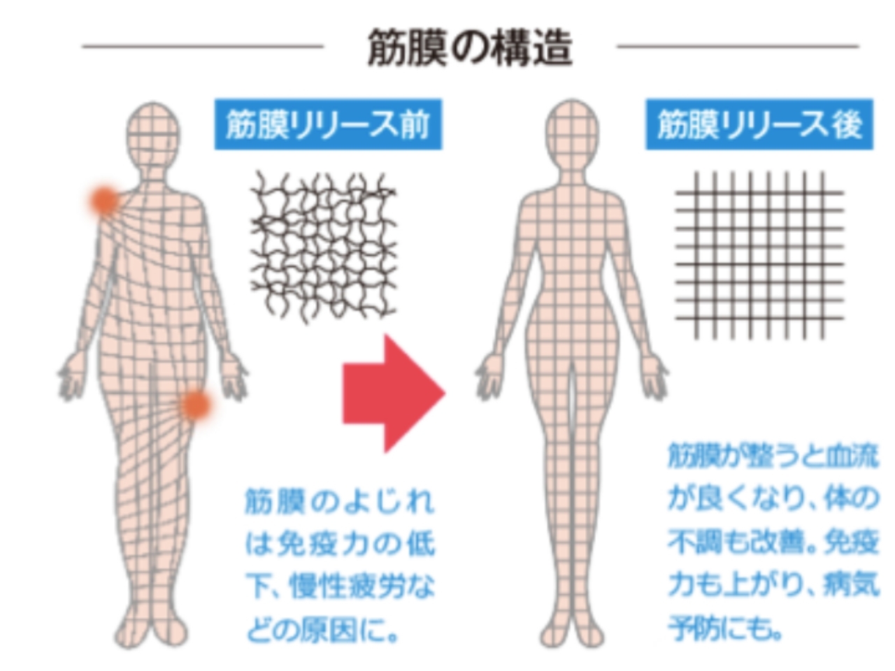 筋膜なくして人体は成り立たない【カラダリズム いずみ中央店】